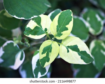 Foliage Lust Anastasia Hanging leaves Macro green leaf of flowers trailing plant ,Lourdes ,Chinese violet ,Asystasia Gangetica Acanthaceae ,Variegated Ganges Primrose ,mid-green ,variegated leaves
