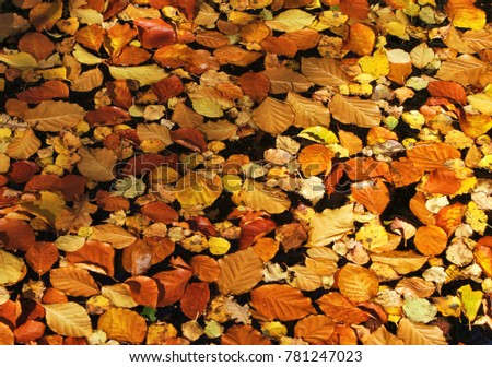 Fall leaves in parque Nacional Peneda Geres, Portugal
