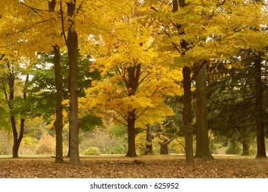 Foliage In New Hope, Pennsylvania