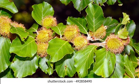 Foliage and nuts of common beech (Fagus sylvatica).