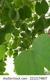 Foliage On The Frangipani Tree.