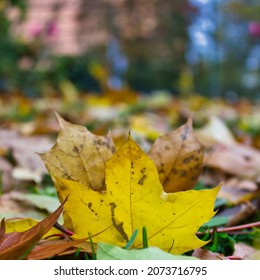 Foliage On The Ground In A Small City Park