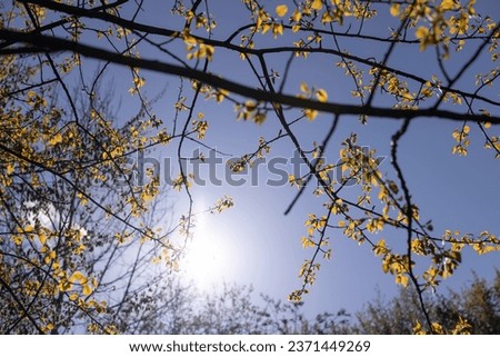 foliage on a linden tree in the spring season, new foliage on a linden tree in sunny weather