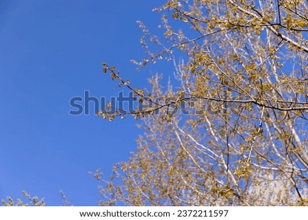 foliage on a linden tree in the spring season, new foliage on a linden tree in sunny weather
