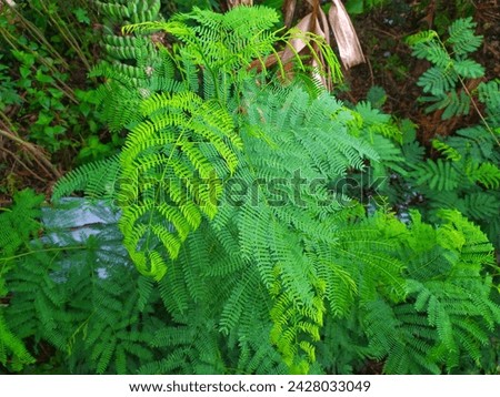 foliage on the White Leadtree plant (Leucaena leucocephala) a species of Leadtrees also know as River Tamarind Jumbay White popinac Cow Bush White Tamarind Jump and go jumpie bean