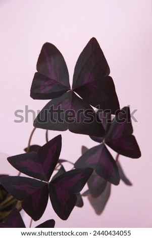 Foliage of Oxalis triangularis, the purpleleaf false shamrock, perennial plant in the family Oxalidaceae, Giant shamrock, on pink background