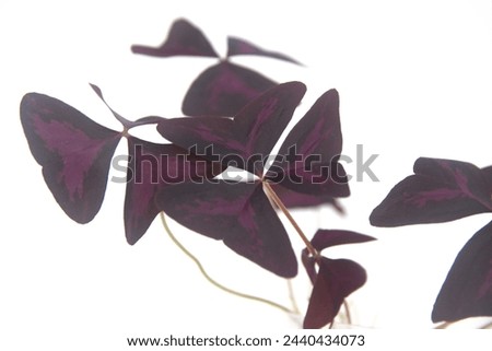 Foliage of Oxalis triangularis, the purpleleaf false shamrock, perennial plant in the family Oxalidaceae, Giant shamrock, on white background