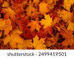 Foliage in the park. Autumn fall leaves of maple trees. Autumn fall leaves in sunlight. Natural autumn background. Autumnal background. Foliage, falling leaves background. Autumn leaf. Autumnal mood.