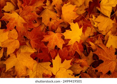 Foliage in the park. Autumn fall leaves of maple trees. Autumn fall leaves in sunlight. Natural autumn background. Autumnal background. Foliage, falling leaves background. Autumn leaf. Autumnal mood.