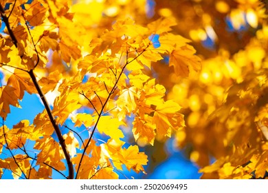 Foliage in the park. Autumn fall leaves of maple trees. Autumn fall leaves in sunlight. Natural autumn background. Autumnal background. Foliage, falling leaves background. Autumn leaf. - Powered by Shutterstock