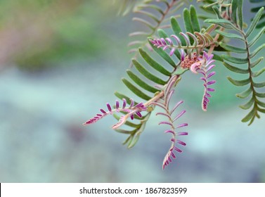 Foliage And Pink New Growth Of The Australian Native Grevillea Caleyi, Family Proteaceae.’ Conservation Status In NSW Is Critically Endangered. Restricted To An 8 Km Square Area Around Terrey Hills