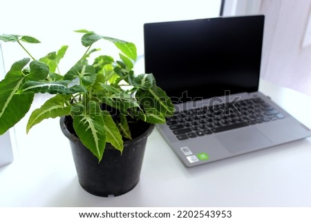 Foliage plant and notebook on the white table in the room
