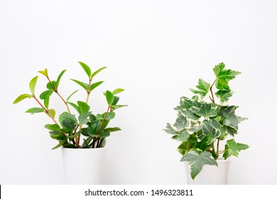 Foliage Plant : Peperomia And Ivy