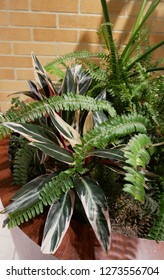 Foliage Plant (Silktree)