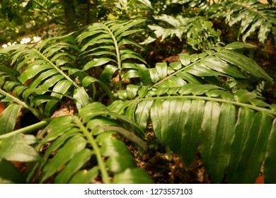 Foliage Plant (Silktree)