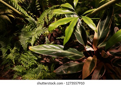 Foliage Plant (Silktree)