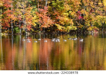Foliage pond with mallard ducks, Canada geese and vibrant color water surface reflection