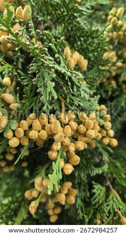 Foliage and small, light-brown cones of an Eastern Red Cedar (Juniperus virginiana), also known as red cedar or Virginian juniper. 