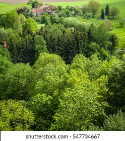 Foliage in spring time