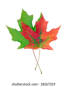 Foliage Of Sugar Maple Leaf