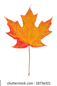 Foliage Of Sugar Maple Leaf