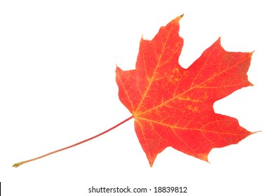 Foliage Of Sugar Maple Leaf