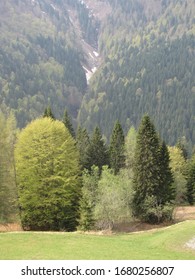 foliage trees in alpine forest