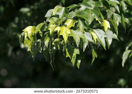 Foliage of a trident maple tree, Acer buergerianum