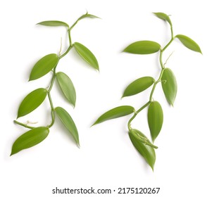 foliage of vanilla orchid flowering plant, also known as flat leaved vanilla, plant from which vanilla spice is obtained or derived, commercially important vine, both sides of climbing plant isolated