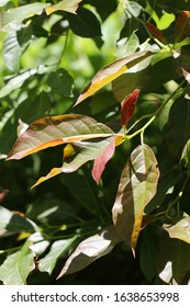 The Foliage Of 'Wildfire' Black Tupelo (Nyssa Sylvatica 'Wildfire')