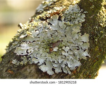 Foliose lichen Images, Stock Photos & Vectors | Shutterstock