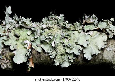 Foliose Lichen On Oak Branch