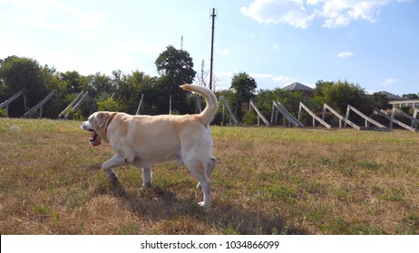 Follow To Labrador Or Golden Retriever Jogging On The Meadow And Wagging Tail. Beautiful Dog Walking On The Lawn And Enjoying Nature On A Sunny Day. Summer Landscape At Background. Side View Slow Mo