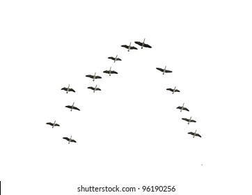 Follow the leaders: Flock of Canadian geese flying in an imperfect V formation, isolated on white - Powered by Shutterstock