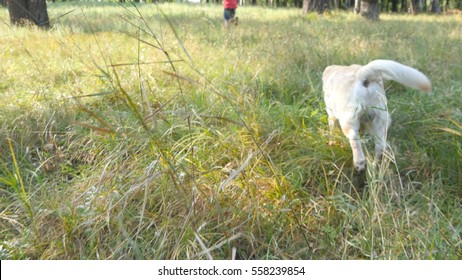 Following A Dog Running In The Field For Young Man. Labrador Or Golden Retriever Jogging Behind His Male Owner Outdoor At Nature And Wagging Tail. Rear Back View