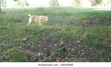 Following A Dog Walking In The Field. Labrador Or Golden Retriever Jogging Outdoor At Nature And Wagging Tail. Rear Back View