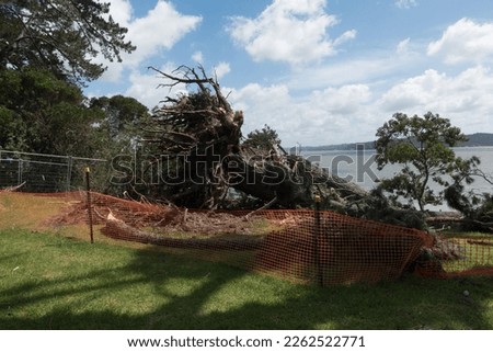 Following tropical storm Cyclone Gabrielle the roots of a large tree can be seen where tree is uprooted.Orange safety fencing is placed around the roots Ocean in background.New Zealand.