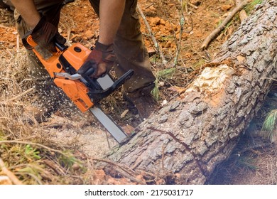 Following A Violent Storm, A Municipal Worker Cuts Down A Broken Tree In Forest