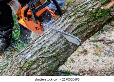 Following A Violent Storm, A Municipal Worker Cuts Down A Broken Tree In Forest