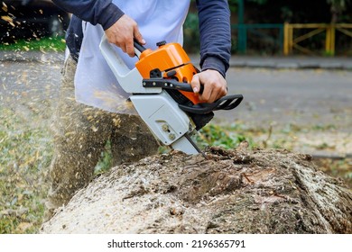 Following A Violent Storm, A Municipal Worker Cuts Down A Broken Tree In Forest