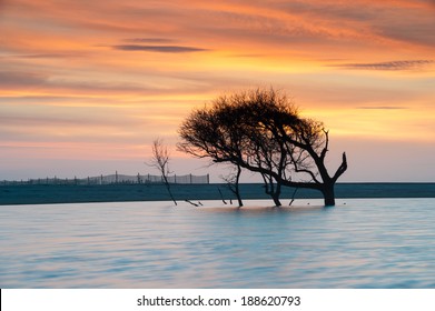 Folly Beach Charleston South Carolina Lone Tree Sunrise