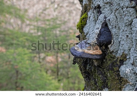 Fomes fomentarius fungus on a Quercus vulcanica tree. Fomes fomentarius, a fungus that infests trees, especially beeches, and causes white rot in the wood.