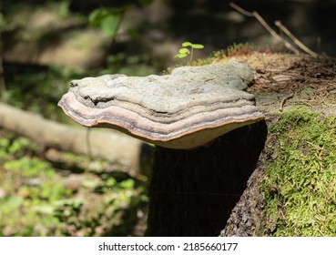 Fomes fomentarius (tinder fungus, false tinder fungus, hoof fungus, tinder conk, tinder polypore or ice man fungus) in the forest