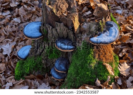 Fomitopsis pinicola, is a stem decay fungus common on softwood and hardwood trees. Its conk (fruit body) is known as the red-belted conk. The species is common throughout temperate Europe and Asia.