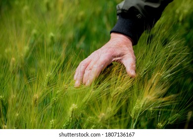 A Fond Memory Of Green Barley