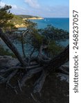 Fonda beach (Cala Fonda) and La Marquesa pine forest with the Mora tower and the cliffs in the background in a sunny day. Tarragona, Catalonia, Spain.