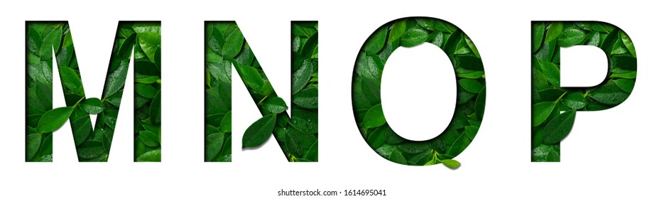 Font leafs M,N,O,P made of Real alive leafs with Precious paper cut shape. Leafs fonts collection set.