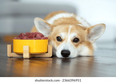 Food for animals. Dog eating food at home - Powered by Shutterstock