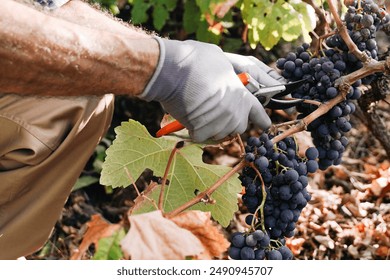 Food business, Grapes agriculture. Farmer harvesting fruits for wine production at vineyard countryside farm - Powered by Shutterstock