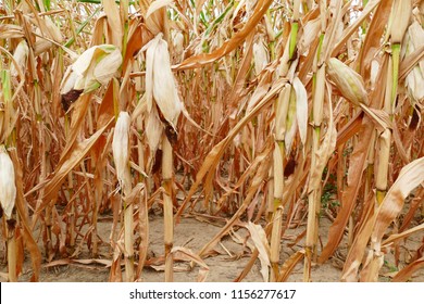 Food Crisis, Global Warming, Drought - dry corn field in august 2018 near Weinheim, Southern Germany - Shutterstock ID 1156277617